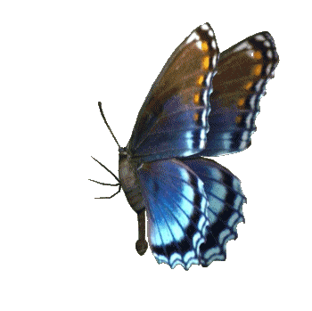 Flying Butterfly